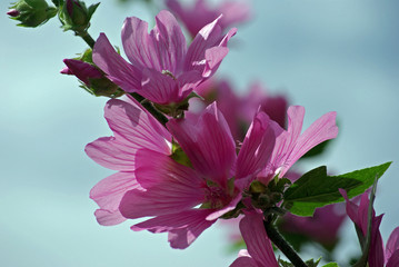 Hibiscus mauve au printemps, parc floral Paris