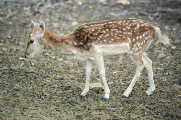 Deer outside during the day in Queensland.