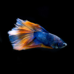 Yellow-blue betta fish isolated on black background