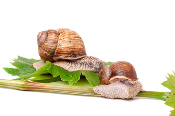 two snails crawling on the vine with leaf white background