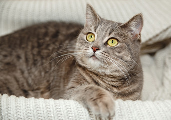 The Scotch Grey Cute Cat is Sitting in the Knitted White Sweater.Beautiful Look.Animal Fauna,Interesting Pet.