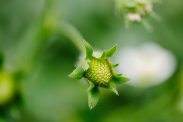 Close up of fresh organic strawberries growing on the field