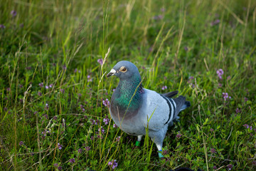 Dove in the grass and flowers