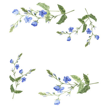 Forget-me-not set. Wild blue flowers drawn by watercolor. Hand drawn illustration.
