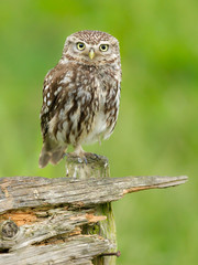 Little owl perched