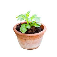 Potatoes  growing in plant pots isolated