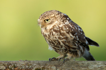 Little owl perched