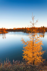Yellow larch on a blue lake in the tundra, deep autumn in the Taimyr Peninsula near Norilsk.