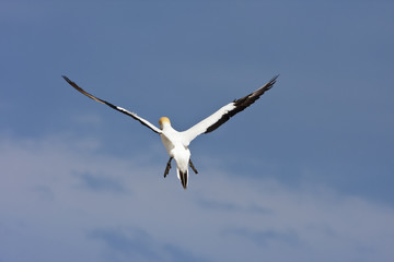 Final approach, wing near stall.