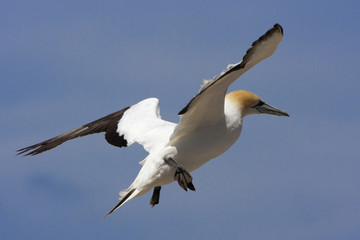 Gannet just before touch down.