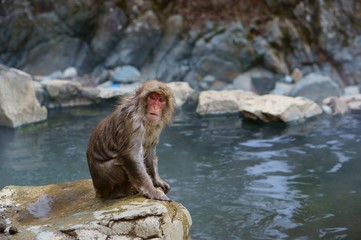 Obraz premium 湯上りニホンザル