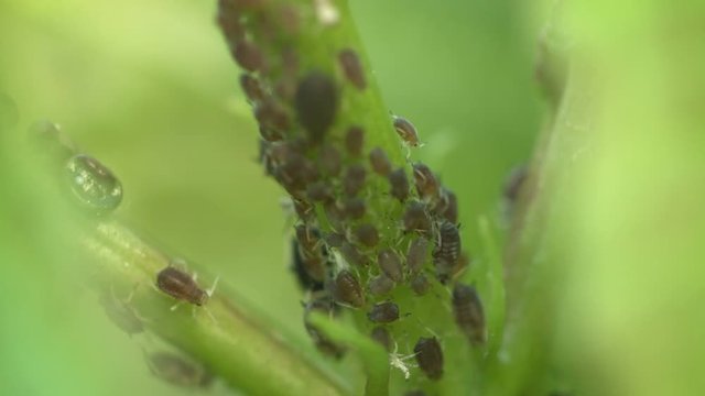 Video 1080p - Aphids on the stem of a plant