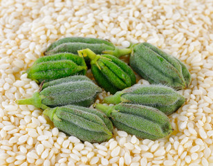 fresh sesame pods