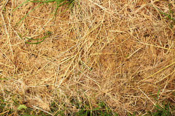 Getrocknete Grashalme
