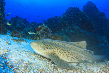 Leopard Shark (Zebra Shark)