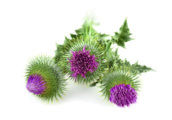 three milk thistle on white