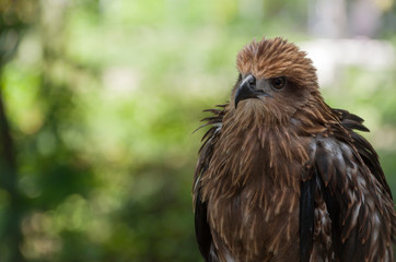 Black kite