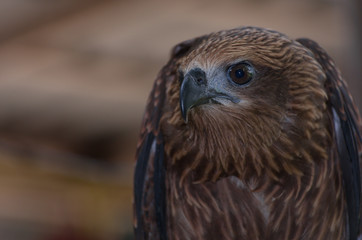 Black kite