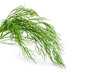 Fresh green fennel isolated on a white