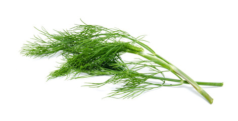 Fresh green fennel isolated on a white