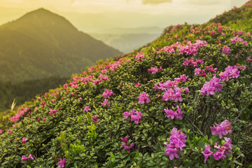 Obraz premium Fantastic colorful sunset and bloom rhododendron. Dramatic overcast sky. Ukranian mountains.