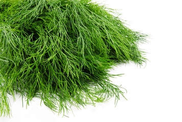 Fresh green fennel isolated on a white