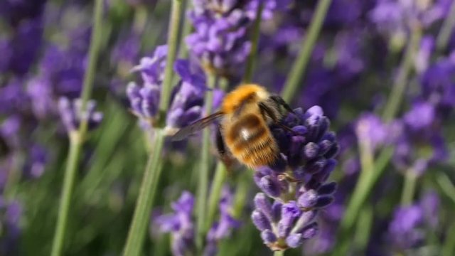 bumblebee gathering pollen of a lavender flower