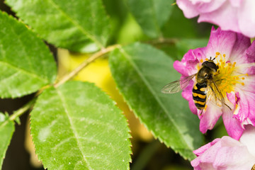 公園の薔薇とアブ
