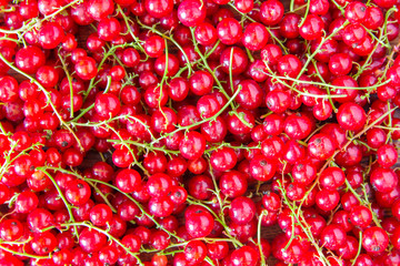 Heap of juicy red currant. Top view, close up