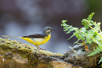 Grey Wagtail with chicks