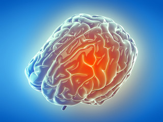 Fototapeta premium 3d rendered, medically accurate illustration of the human brain