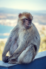 Monkey in Gibraltar.