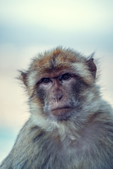 Monkey in Gibraltar.
