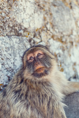Monkey in Gibraltar.