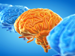 3d rendered, medically accurate illustration of the human brain