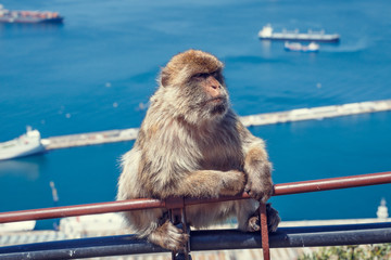Monkey in Gibraltar.
