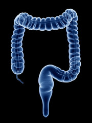 3d rendered, medically accurate illustration of the human colon