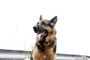 Dog german shepherd on the field in summer day