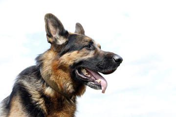 Dog german shepherd on the field in summer day