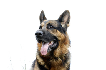 Dog german shepherd on the field in summer day