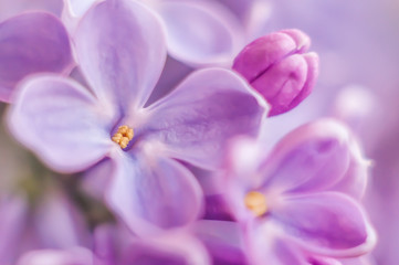 Flowers of lilac macro
