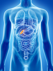 3d rendered, medically accurate illustration of the gallbladder