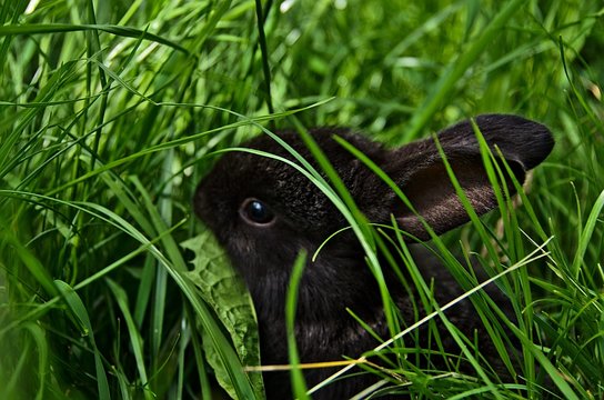 baby black rabbit