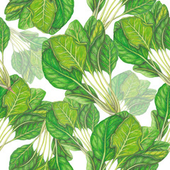 Seamless pattern of hand drawn spinach