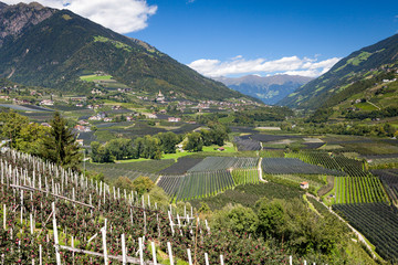 Vigne del Trentino Alto Adige