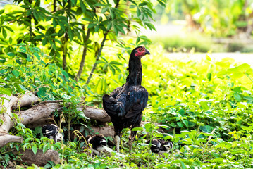 Hen and chicks are finding something to eat in garden.