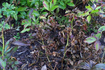 Gray mold on Paeonia / Botrytis cinerea / Botryotinia - obrazy, fototapety, plakaty