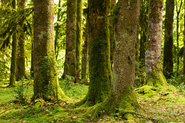 Fototapeta na wymiar forest in the gorge