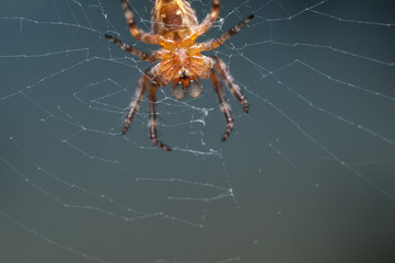 Orb-weaver spider on the web macro 