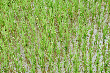rice paddy terrace fields  Philippines